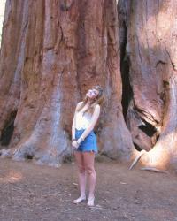 Sequoia Trees.