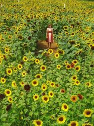 Sunflower Maze