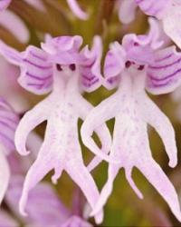 Naked man orchid (Orchis italica)