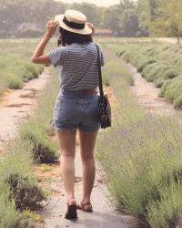 Lavender By the Bay