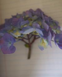 Pressing hydrangeas in the Spring