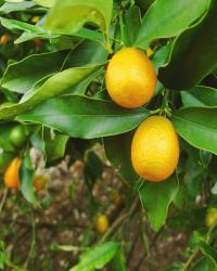 Citrus Orchard