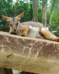 Lowry Park Zoo