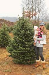 CUTTING OF THE CHRISTMAS TREE