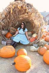 It's Raining Apples? A Visit to the County Line Apple Orchard.