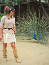 Peacocks