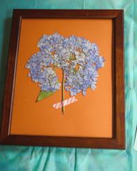 Framed Pressed Hydrangea