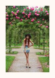 Pink roses