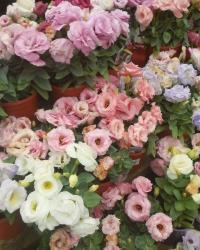 Flowers and a white summery dress!