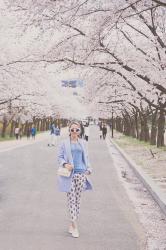 Sakura blossom: blue shades