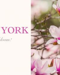 New York in bloom