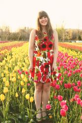Tulips in Holland
