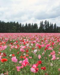 Poppy fields