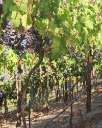 Harvesting Wine Grapes at Jumping Vines