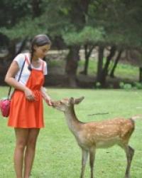 Nara la cité des daims – Japon