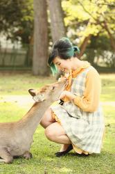 The Deer In Nara