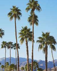 H&M Loves Coachella // Le lookbook