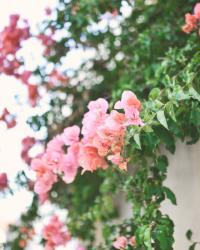 Summer in Calvi