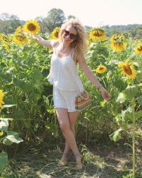 field of sunflowers