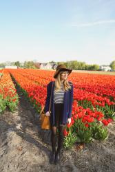 Amsterdam Tulips