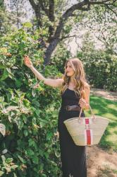 Berry Picking