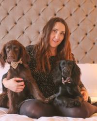2017 for Steph and The Spaniels