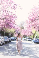 My Secret Cherry Blossom Spots in Vancouver