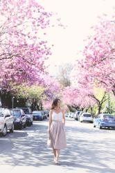My Secret Cherry Blossom Spots in Vancouver