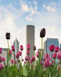 SIA: Chicago naturescape