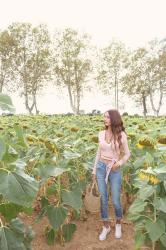 LES TOURNESOLS.