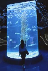 Jakarta Aquarium Review