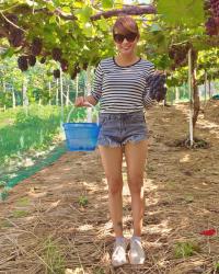 Around Kobe in One Day: Grape Picking