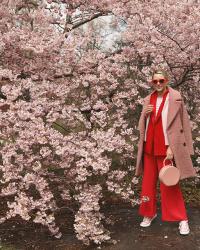 CHERRY BLOSSOMS IN CENTRAL PARK //