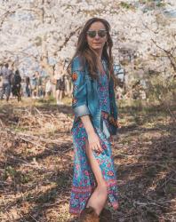 Cherry Blossoms in High Park Picnic