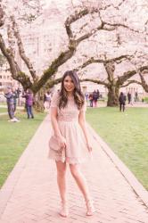 Tips For How To See UW Cherry Blossoms Next Year