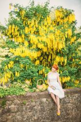 A Golden Chain Tree
