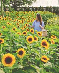 Summer Amongst Sunflowers