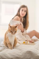 Futterumstellung bei Katzen – so gelingt es dir! (Mit HFC Alternative Dry)
