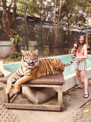 Tiger Kingdom in Chiang Mai Thailand