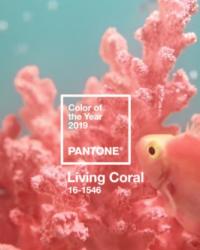 Weekend Wanderings | 2019 Pantone Color of the Year