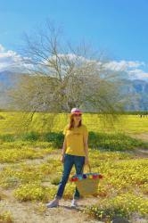 Anza-Borrego Super Bloom 