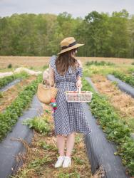 Strawberry Picking in Cleveland, Alabama