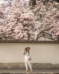 Blooming Magnolias