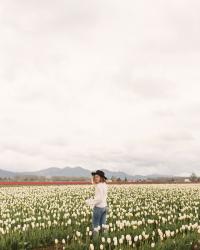 Postcards from Skagit Valley Tulip Festival