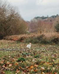 # Alimentation du chat + insuffisance rénale.