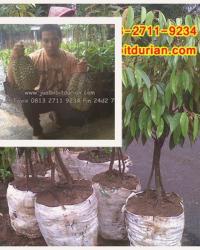 PROMO! Hp/Wa 0813-2711-9234, Jual Bibit Durian Bawor ke Semarang H. Tovix