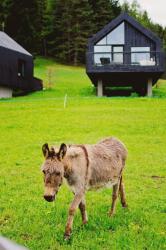 360° REGENERATION at the Hotel Pfösl in the Dolomites