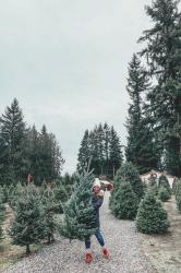 The Christmas Tree Farm