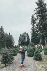 The Christmas Tree Farm