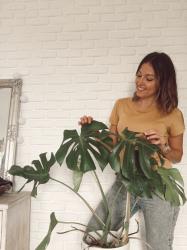 Cuidados de plantas: Monstera Deliciosa